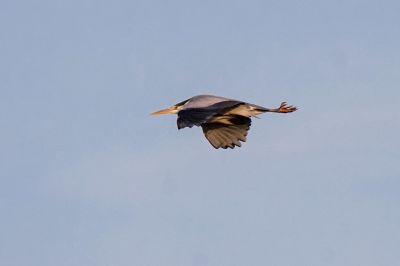 Graureiher / Grey Heron