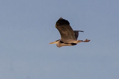 Graureiher / Grey Heron