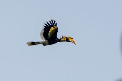 Doppelhornvogel (J-W) / Great Hornbill