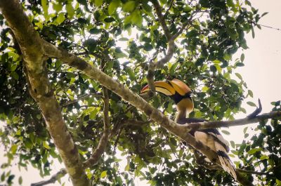 Doppelhornvogel (M) / Great Hornbill