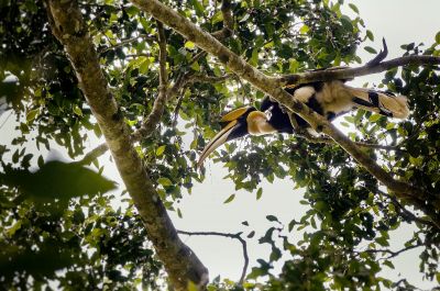 Doppelhornvogel (M) / Great Hornbill