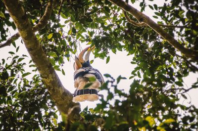 Doppelhornvogel (M) / Great Hornbill