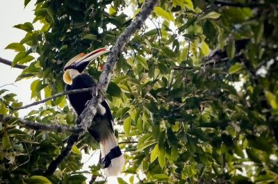 Doppelhornvogel (W) / Great Hornbill