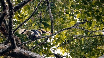 Doppelhornvogel (W) / Great Hornbill