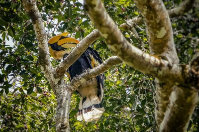 Doppelhornvogel (M) / Great Hornbill