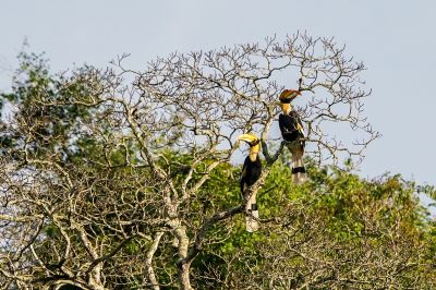 Doppelhornvogel / Great Hornbill