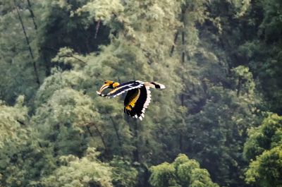 Doppelhornvogel (M) / Great Hornbill