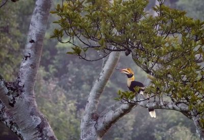 Doppelhornvogel (W) / Great Hornbill