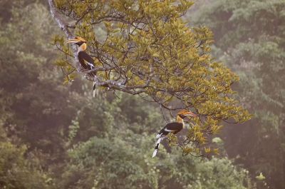 Doppelhornvogel (M&W) / Great Hornbill