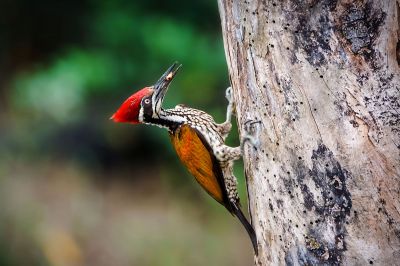 Sultanspecht (M) / Greater Flameback