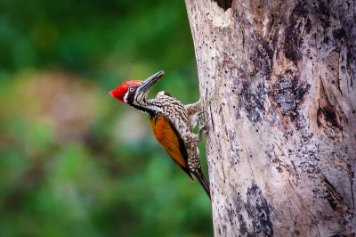 Sultanspecht (M) / Greater Flameback