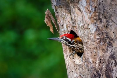 Sultanspecht (M) / Greater Flameback