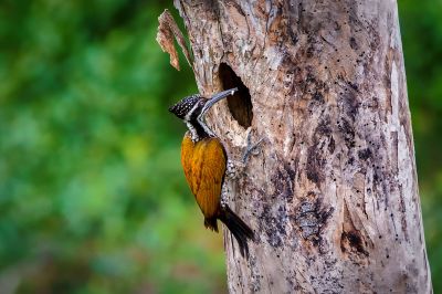 Sultanspecht (W) / Greater Flameback