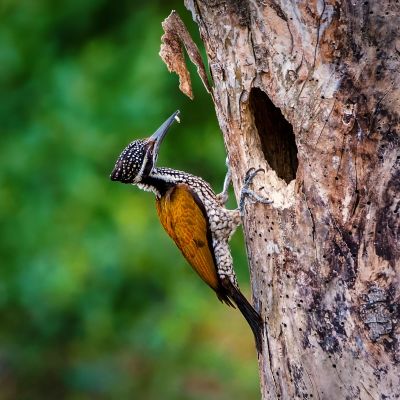 Sultanspecht (W) / Greater Flameback