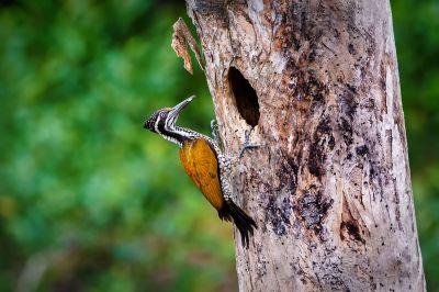 Sultanspecht (W) / Greater Flameback