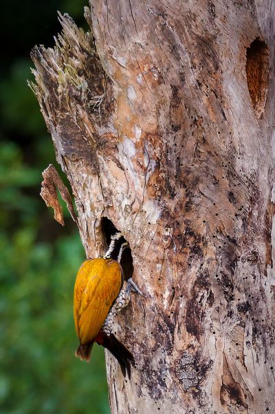 Sultanspecht (W) / Greater Flameback