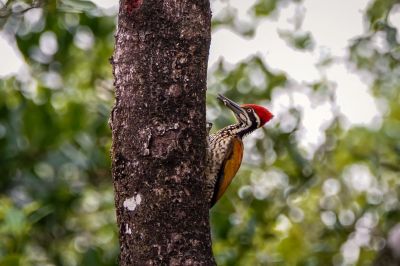 Sultanspecht (M) / Greater Flameback