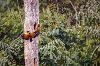 Sultanspecht (2M) / Greater Flameback