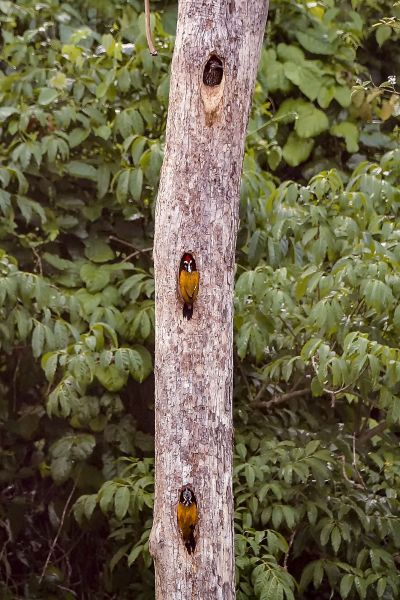 Sultanspecht (M&W) / Greater Flameback