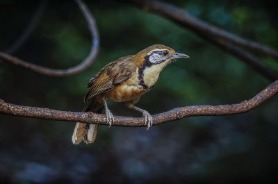 Brustbandhäherling / Greater Necklaced Laughingthrush