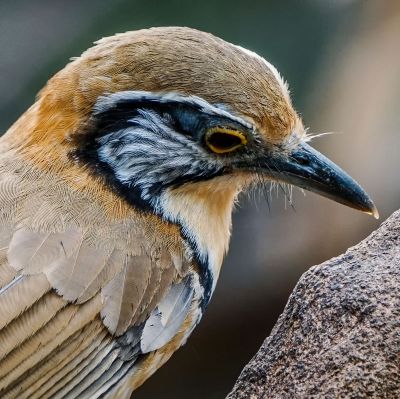 Brustbandhäherling / Greater Necklaced Laughingthrush