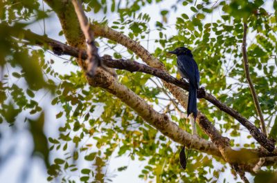 Flaggendrongo / Greater Racket-tailed Drongo