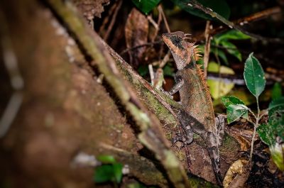 Riesen Nackenstachler - Grosser Nackenstachler / Greater Spiny Lizard - Armored Pricklenape - Peninsular horned tree lizard