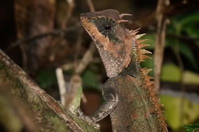 Riesen Nackenstachler - Grosser Nackenstachler / Greater Spiny Lizard - Armored Pricklenape - Peninsular horned tree lizard