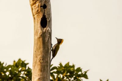 Gelbnackenspecht / Greater Yellownape