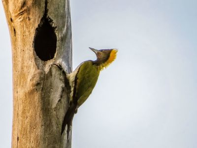 Gelbnackenspecht / Greater Yellownape