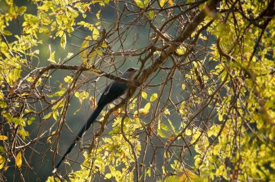 Großer Grünschnabelkuckuck / Green-billed Malkoha