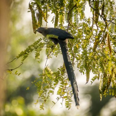 Großer Grünschnabelkuckuck / Green-billed Malkoha