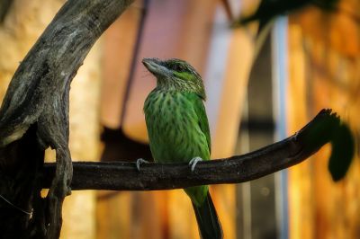 Grünohr-Bartvogel / Green-eared Barbet