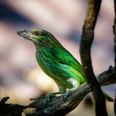 Grünohr-Bartvogel / Green-eared Barbet