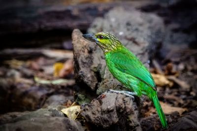 Grünohr-Bartvogel / Green-eared Barbet