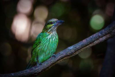 Grünohr-Bartvogel / Green-eared Barbet