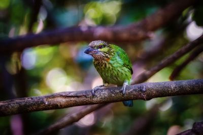 Grünohr-Bartvogel / Green-eared Barbet