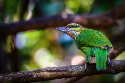 Grünohr-Bartvogel / Green-eared Barbet