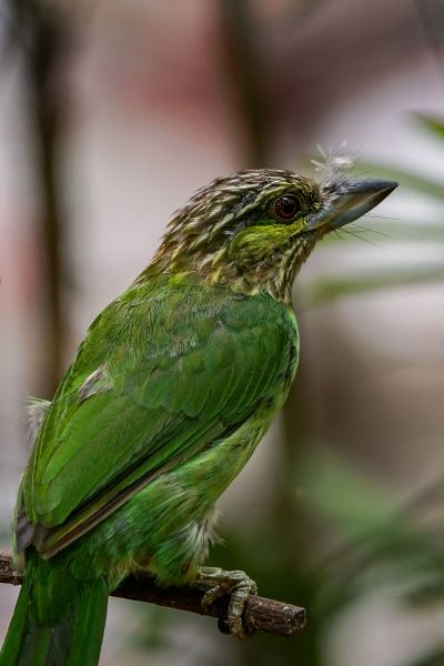 Grünohr-Bartvogel / Green-eared Barbet