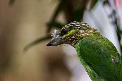 Grünohr-Bartvogel / Green-eared Barbet