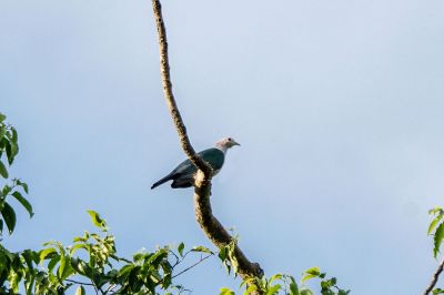 Bronzefruchttaube / Green Imperial-pigeon