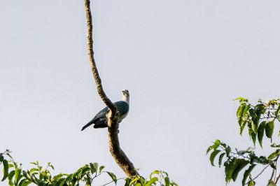 Bronzefruchttaube / Green Imperial-pigeon