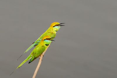 Smaragdspint / Little Green Bee-eater