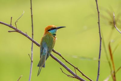 Smaragdspint / Little Green Bee-eater