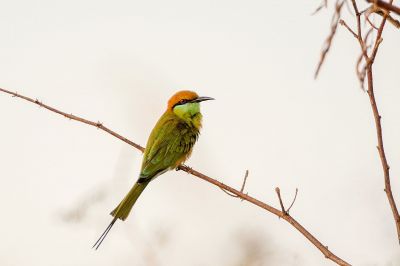 Smaragdspint / Little Green Bee-eater