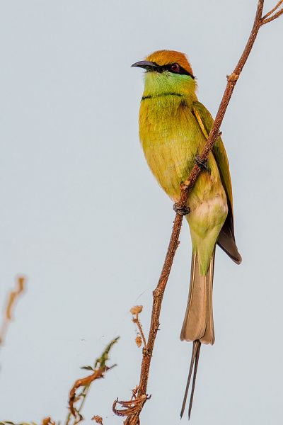 Smaragdspint / Little Green Bee-eater