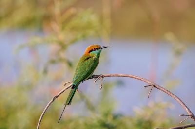 Smaragdspint / Little Green Bee-eater