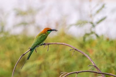 Smaragdspint / Little Green Bee-eater