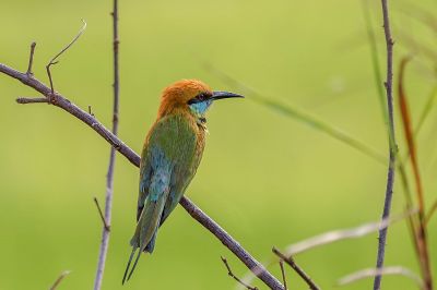 Smaragdspint / Little Green Bee-eater