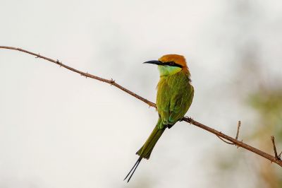 Smaragdspint / Little Green Bee-eater